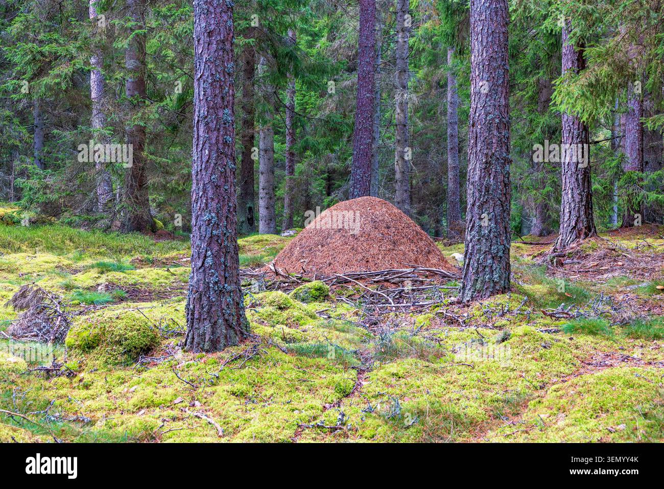 Grande fourmilière dans une forêt de conifères Banque D'Images
