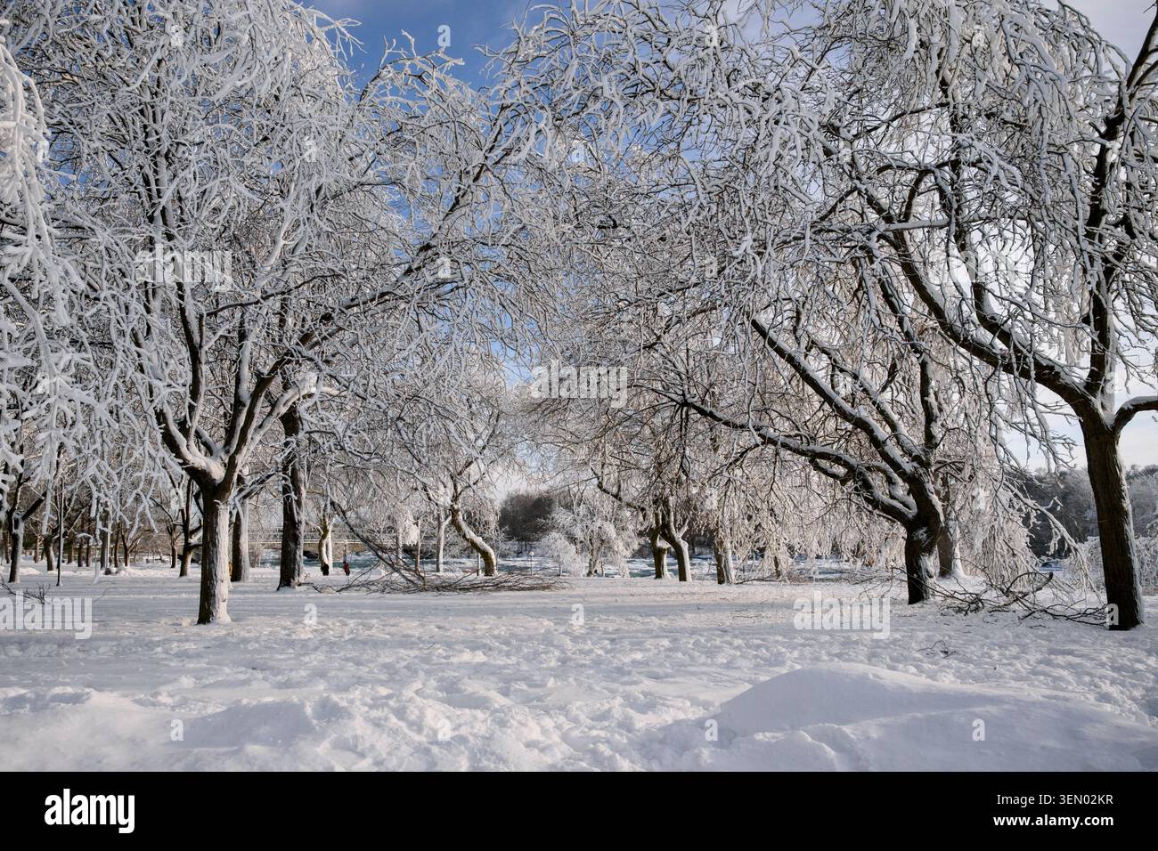 Verger couvert de neige encadré par des arbres d'hiver givrés Banque D'Images