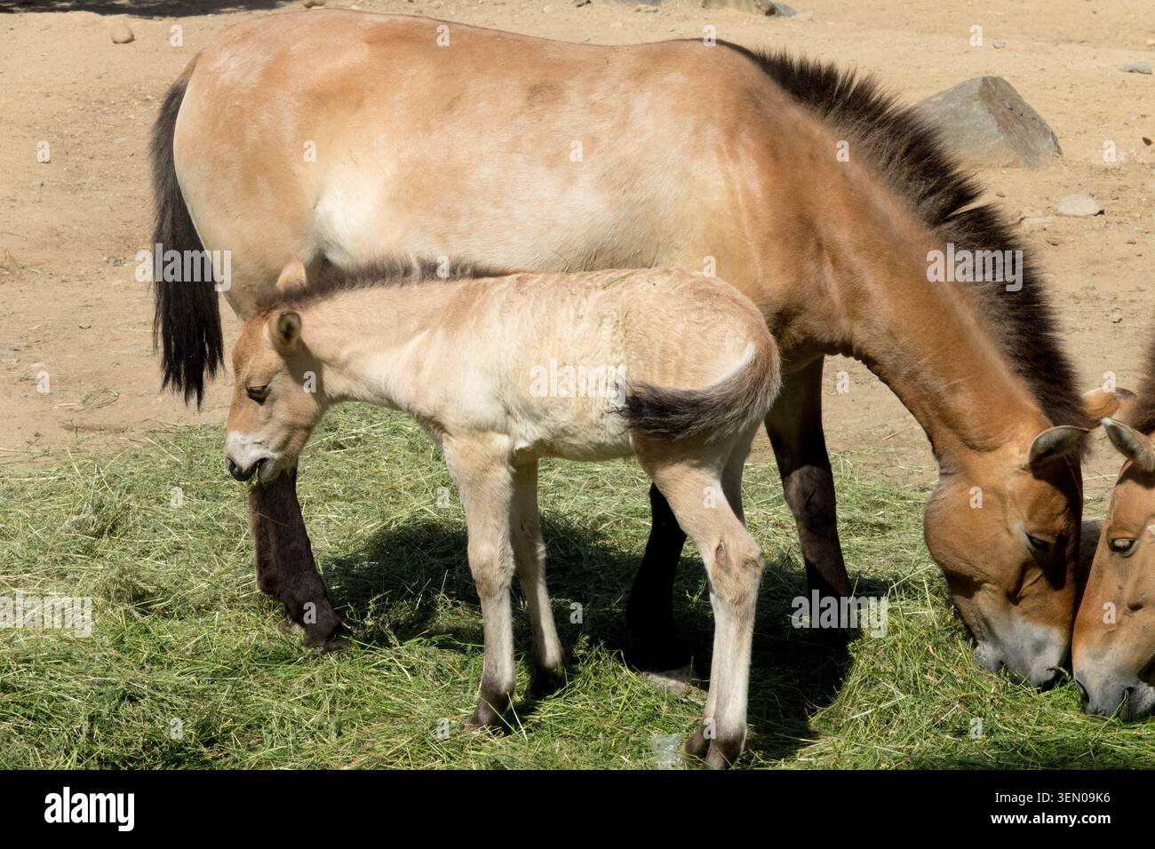 Cheval de Przewalski Equus ferus przewalskii jument et alimentation des jeunes poulains Banque D'Images