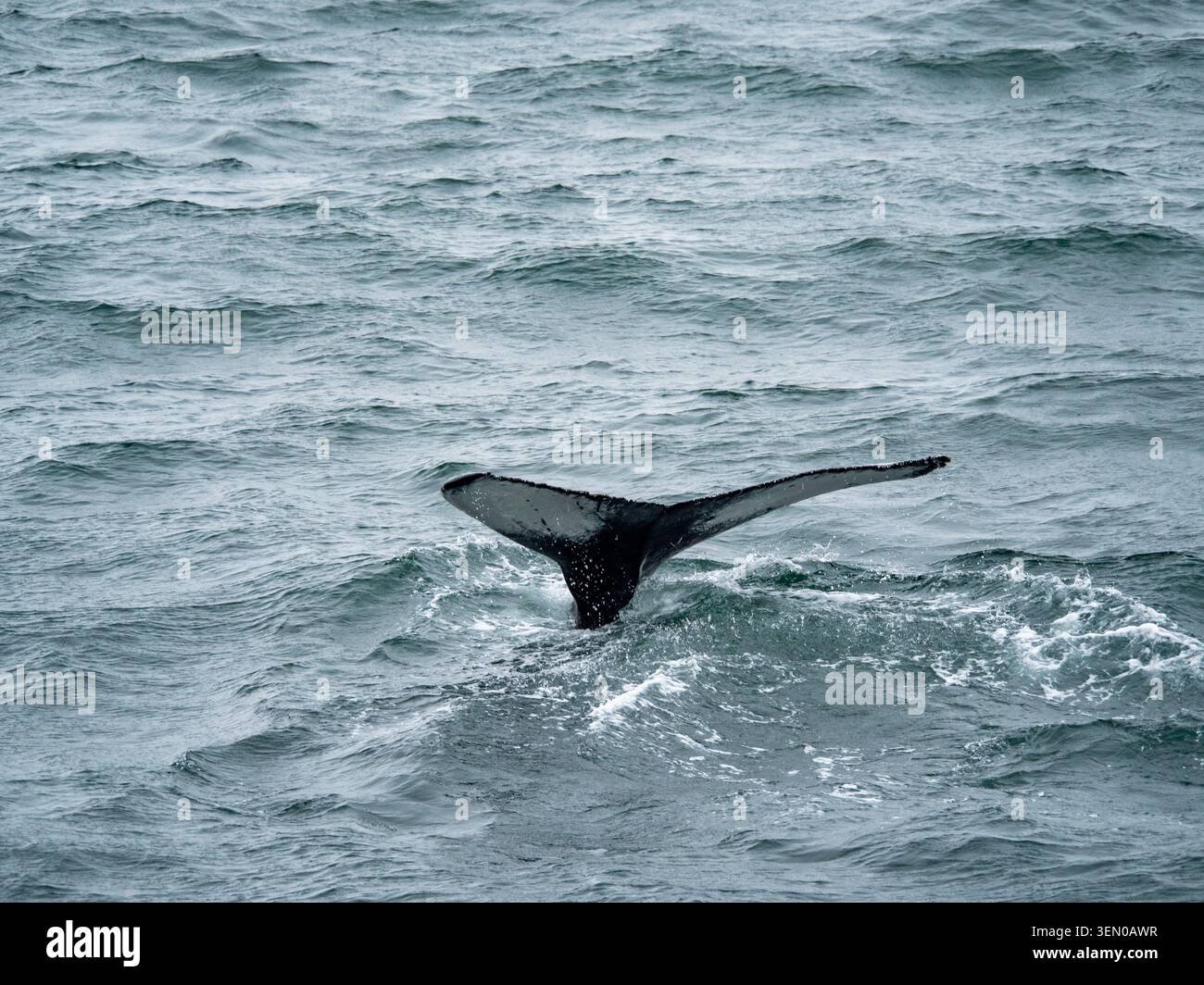 Fluke de queue de baleine pendant la plongée profonde Banque D'Images