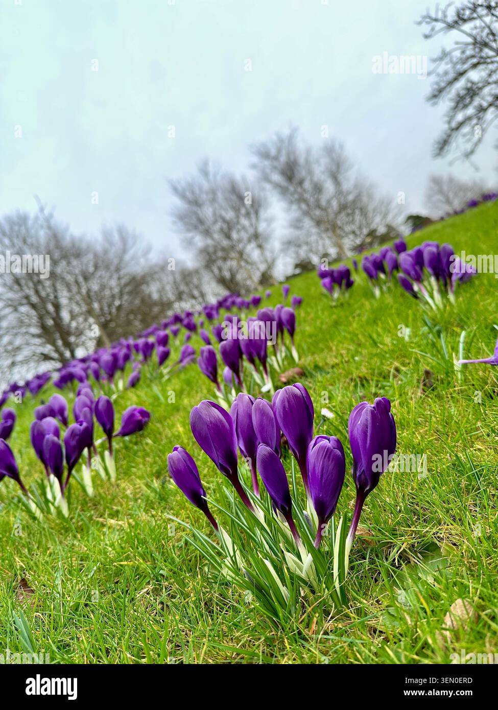 Beaucoup de fleurs de Crocus pourpres poussant sur une banque herbeuse. Banque D'Images