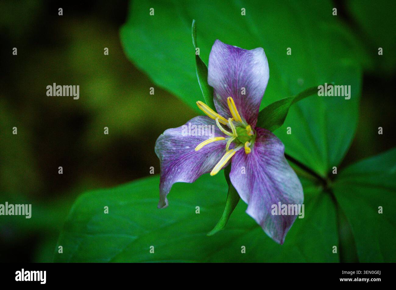 Vieillissement du Trillium occidental en phase violette, vallée de sol Duc, parc national olympique, Washington Banque D'Images