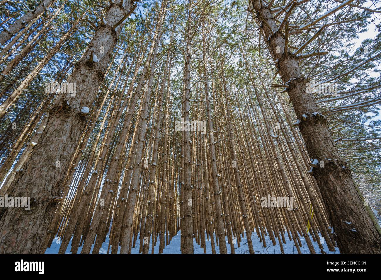 De grands pins atteignant vers le ciel dans une forêt dense pendant l'hiver. Banque D'Images