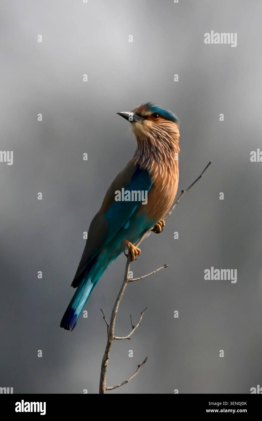 Oiseau vibrant perché sur une brindille sur un fond flou doux. Banque D'Images