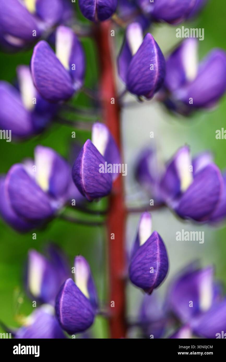 inflorescence de lupin avec des bourgeons violets étroitement groupés le long d'une tige centrale montrant une structure de pétales en couches dans la végétation naturelle de prairie verte Banque D'Images