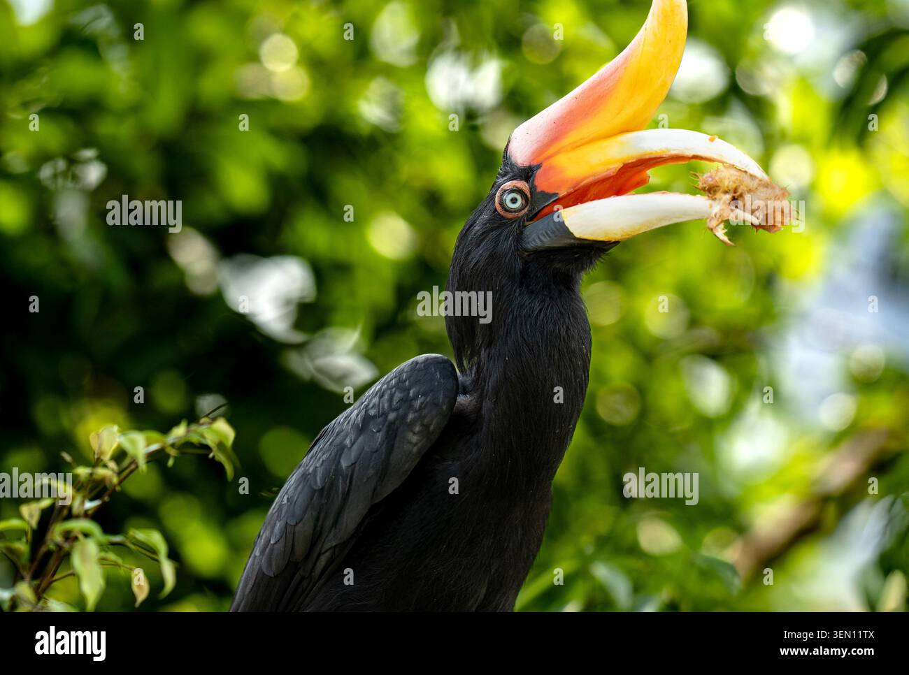 Rhinocéros Hornbill tenant un morceau de nourriture dans son grand bec au milieu du feuillage vert Banque D'Images