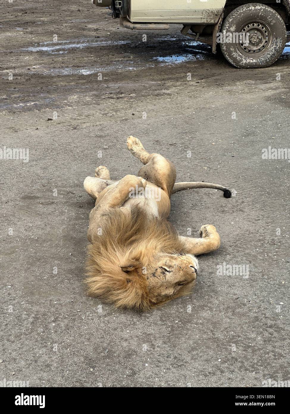 Un jeune lion roule sur une route poussiéreuse à côté d'un véhicule de safari, les pattes levées et la crinière étalée sur le sol. - Image de stock capturée avec un smartphone