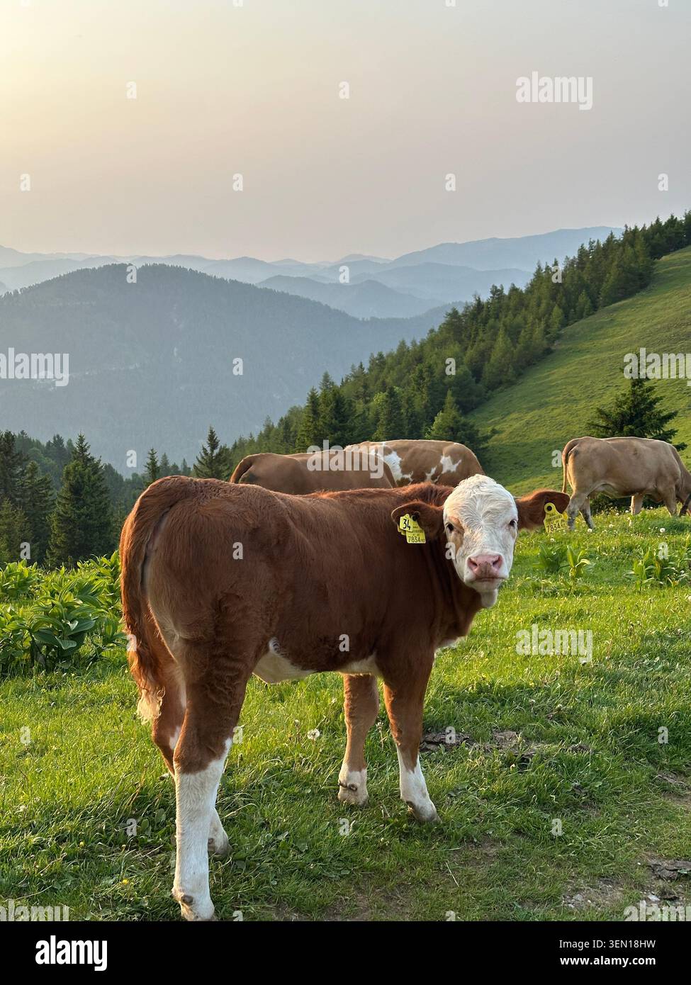 Une vache brune au visage blanc se tient dans un pâturage alpin baigné de soleil, avec du bétail en train de paître et des crêtes montagneuses superposées en arrière-plan. Banque D'Images