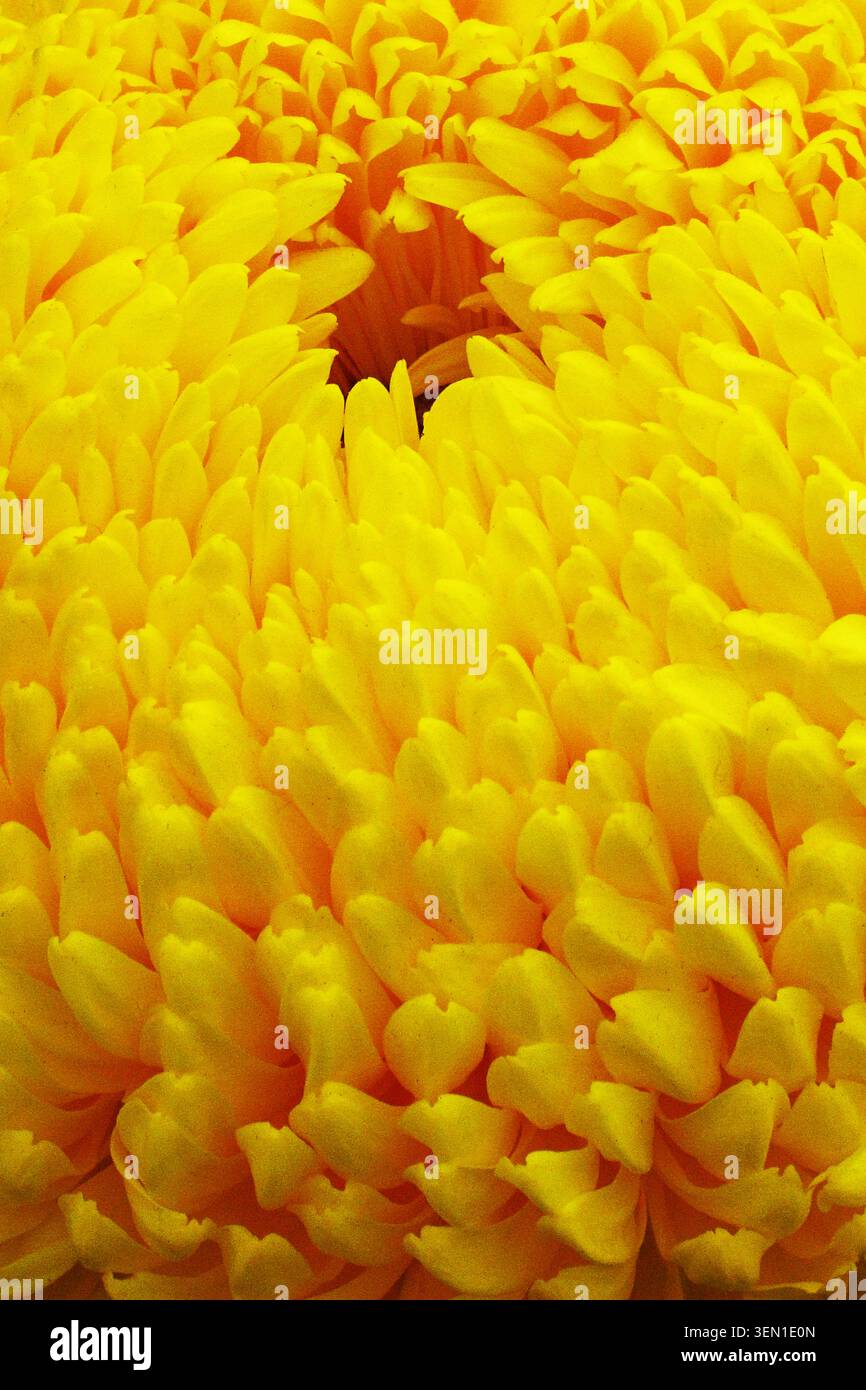 Une macro photographie de pétales jaunes de chrysanthème (chrysanthème X Morifolium) prise au salon des fleurs de Hampton court. Banque D'Images