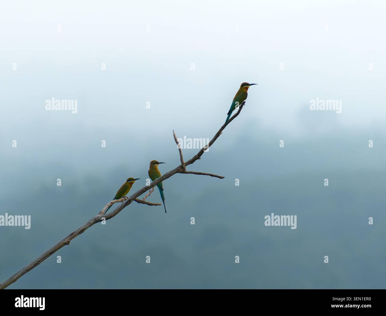 Oiseaux sauvages colorés reposant sur une branche diagonale au milieu d'un paysage montagneux brumeux et atmosphérique. Banque D'Images