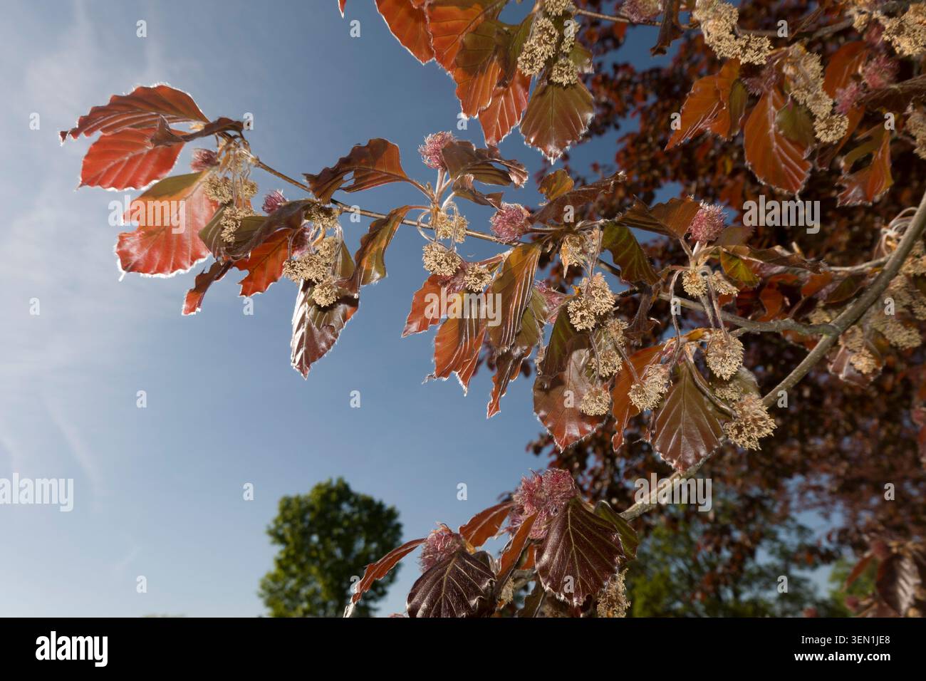 Hêtre européen (Fagus sylvatica F. purpurea) - floraison Banque D'Images