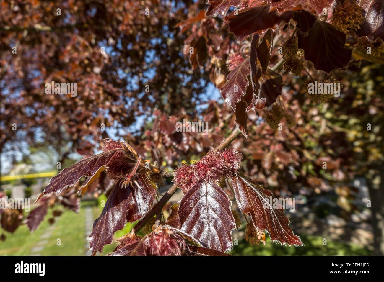 Hêtre européen (Fagus sylvatica F. purpurea) - floraison Banque D'Images