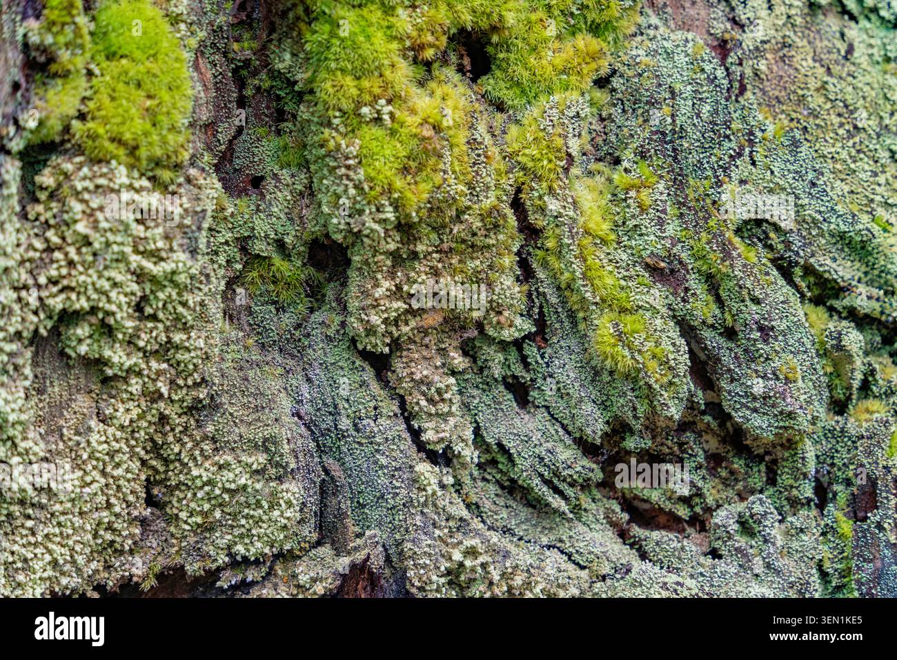 Tronc d'arbre gros plan complètement recouvert de mousse et de lichen Banque D'Images
