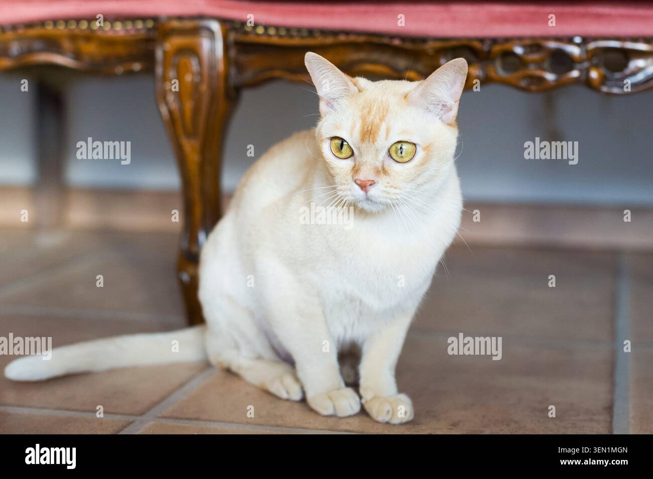Jeune tomcat birman chez lui Banque D'Images