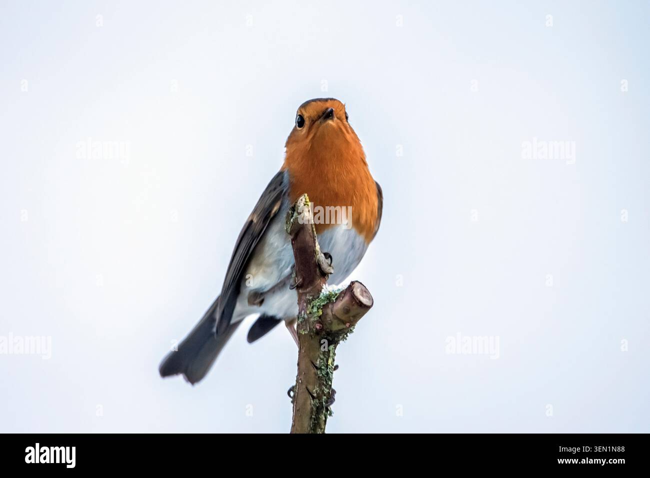 Robin sur une branche de rose sauvage Banque D'Images