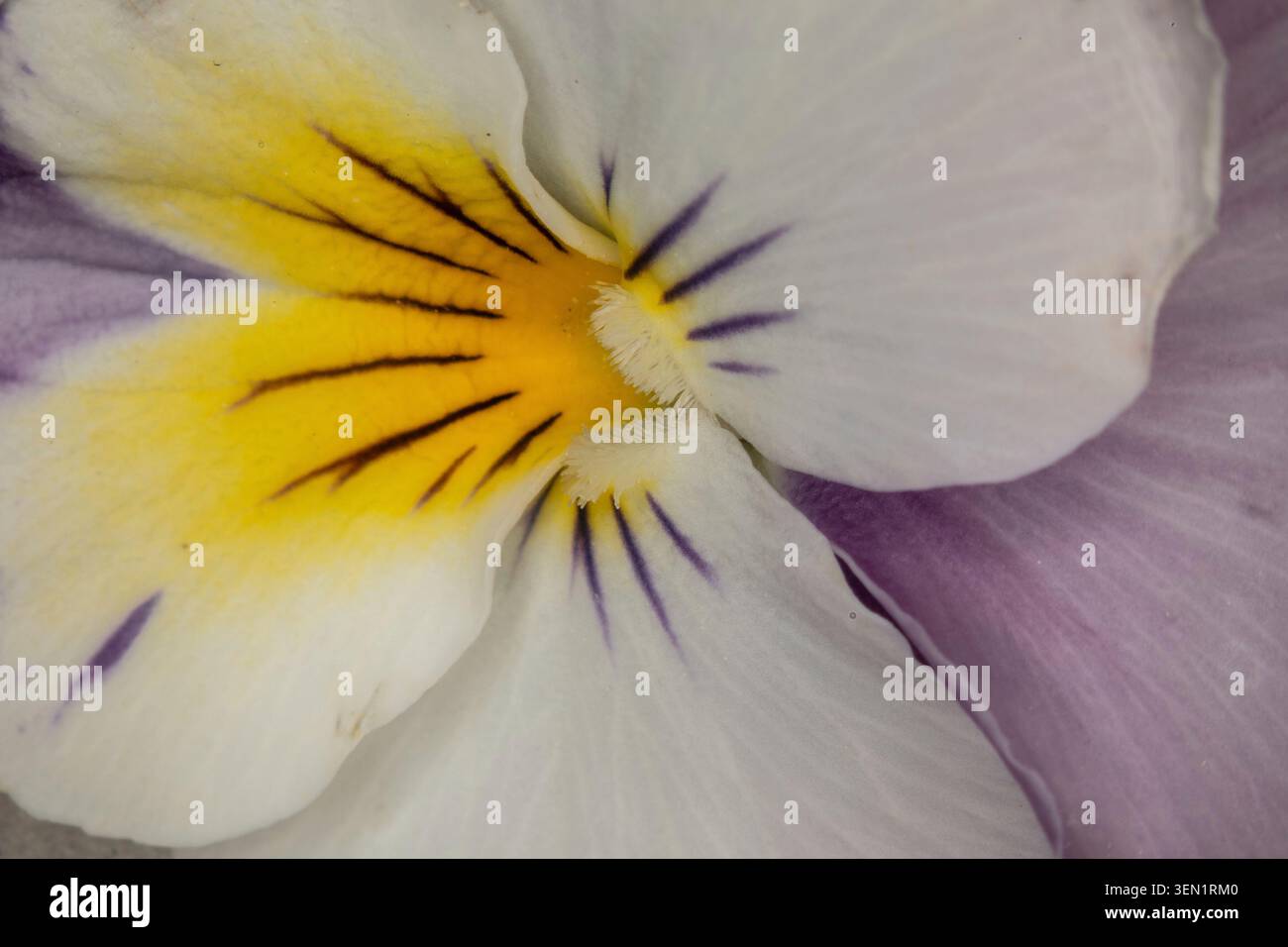 la pensée au printemps sous le microscope Banque D'Images