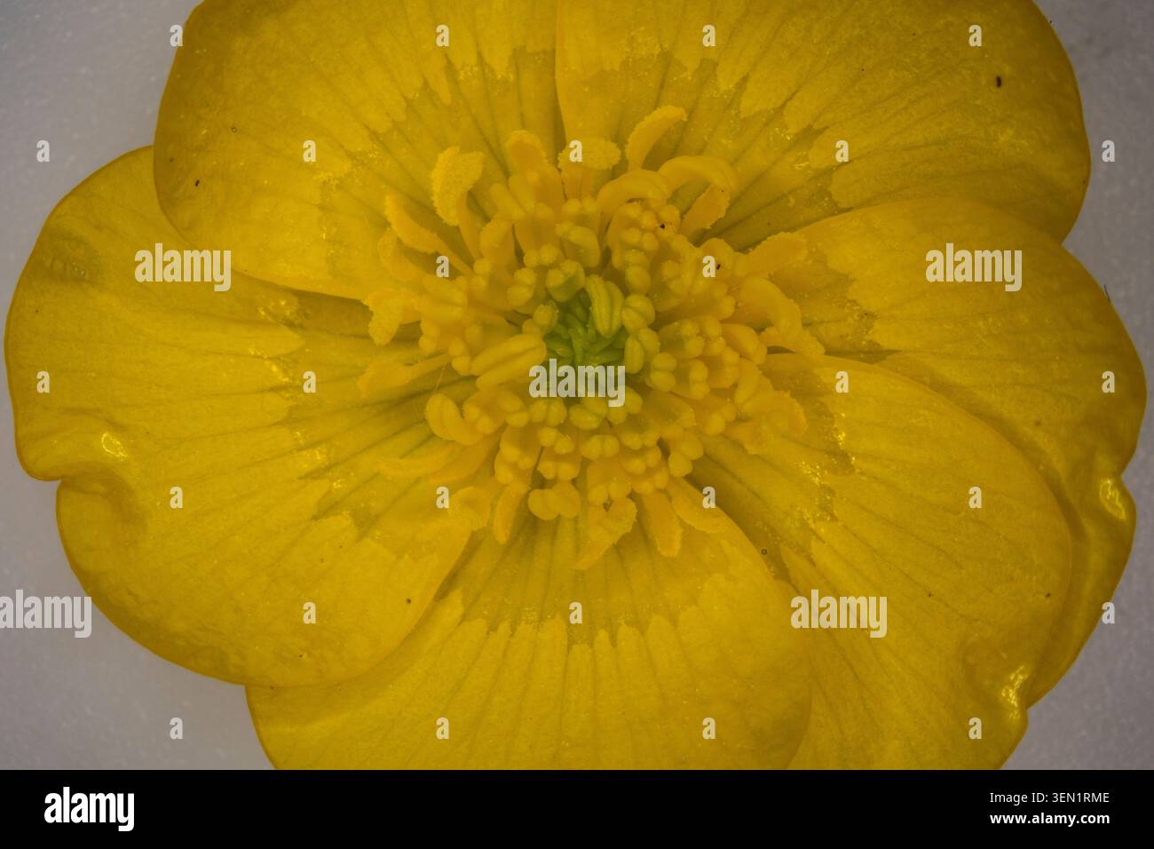 buttercup de prairie au printemps sous le microscope Banque D'Images