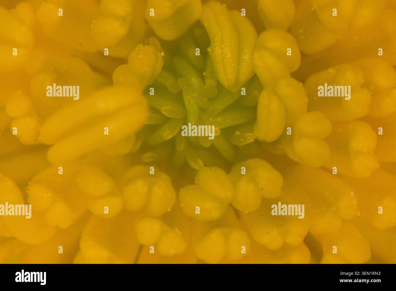 buttercup de prairie au printemps sous le microscope Banque D'Images