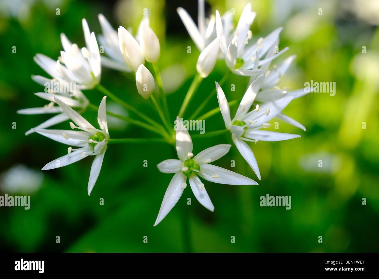 Fleur d'ail sauvage, Allium ursinum, ordre des asparagales, famille des Amaryllidaceae, sous-famille des Allioideae, tribu Allieae, genre Allium, espèce ail sauvage Banque D'Images