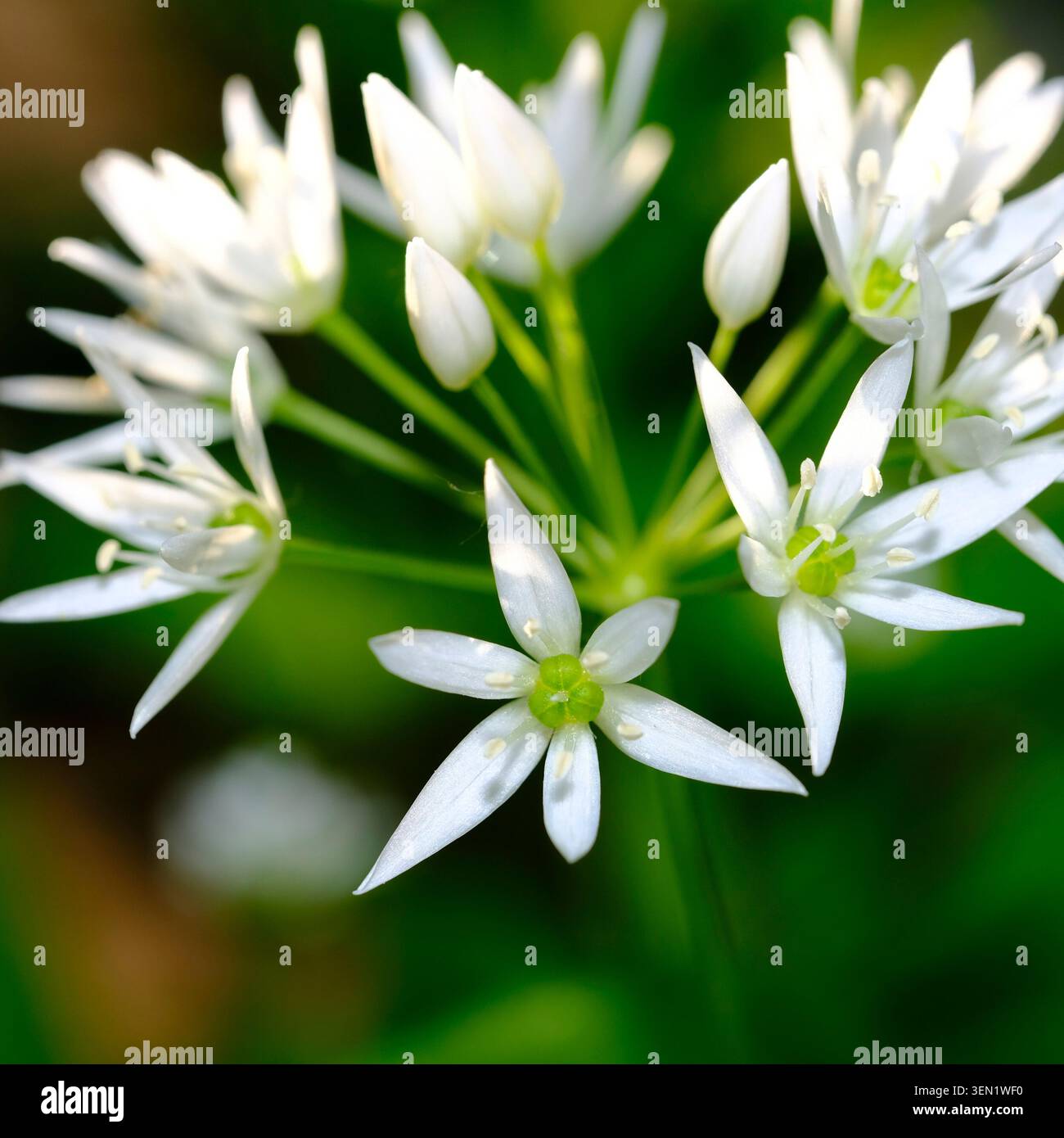 Fleur d'ail sauvage, Allium ursinum, ordre des asparagales, famille des Amaryllidaceae, sous-famille des Allioideae, tribu Allieae, genre Allium, espèce ail sauvage Banque D'Images