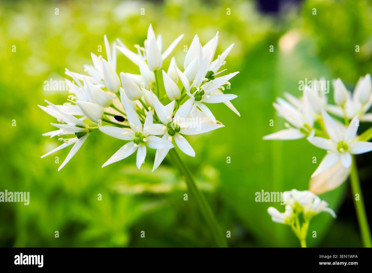 Fleur d'ail sauvage, Allium ursinum, ordre des asparagales, famille des Amaryllidaceae, sous-famille des Allioideae, tribu Allieae, genre Allium, espèce ail sauvage Banque D'Images