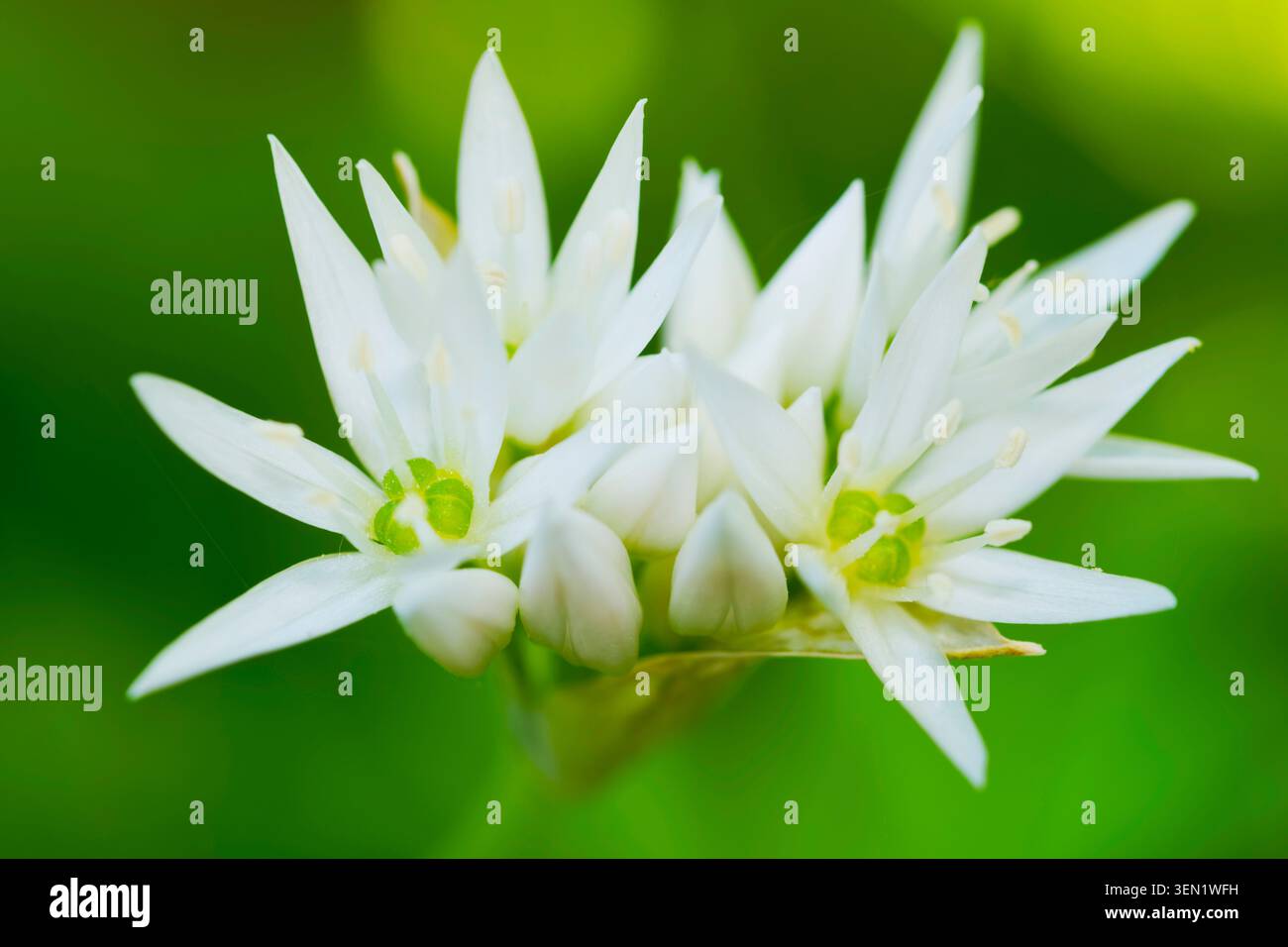 Fleur d'ail sauvage, Allium ursinum, ordre des asparagales, famille des Amaryllidaceae, sous-famille des Allioideae, tribu Allieae, genre Allium, espèce ail sauvage Banque D'Images