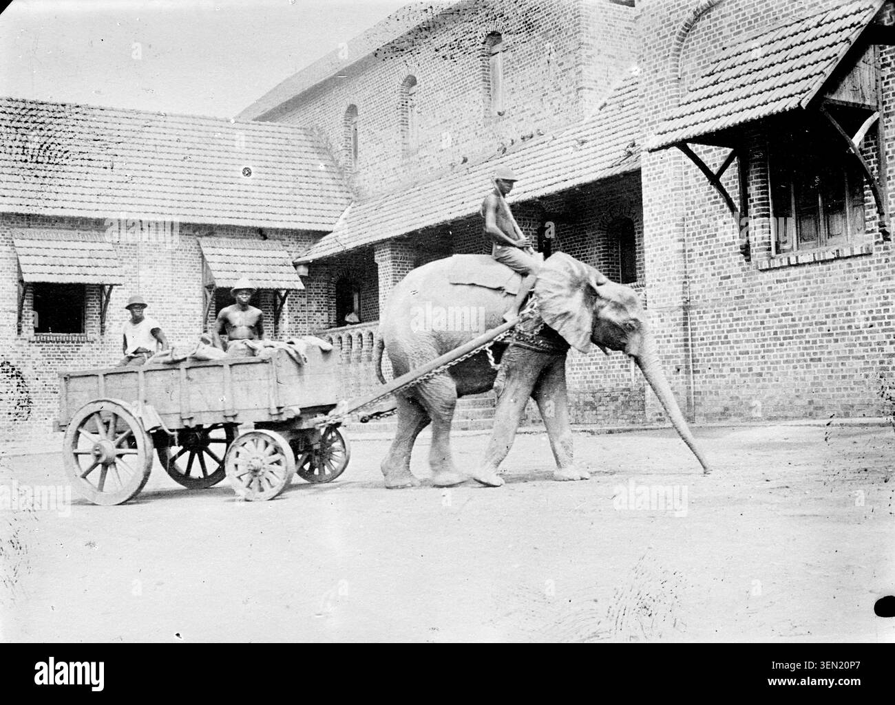 Un éléphant a assisté au travail à la mission de Buba en Guinée-Bissau en 1929, fournissant du travail animal pour des tâches pratiques dans un dossier lié à l'agronomie et à l'utilisation d'animaux de trait. Banque D'Images