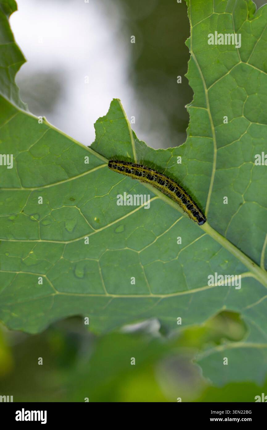 Chenille d'un papillon blanc chou sur une feuille verte Banque D'Images