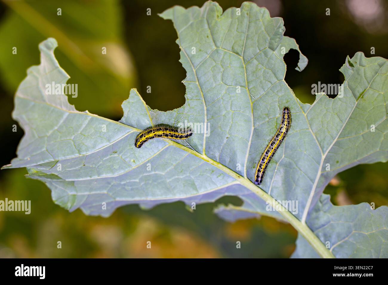 Chenille d'un papillon blanc chou sur une feuille verte Banque D'Images