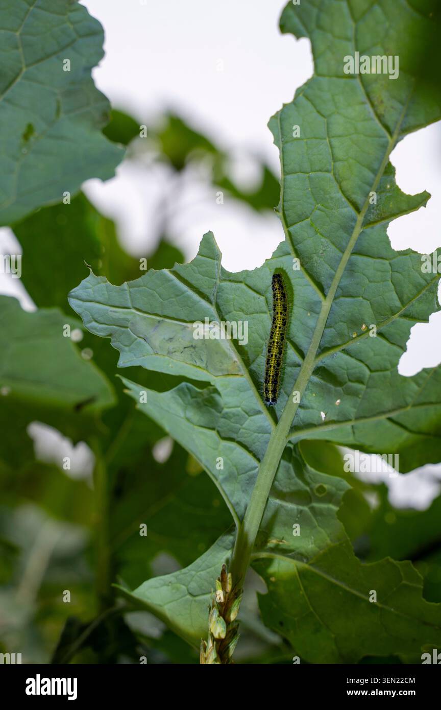 Chenille d'un papillon blanc chou sur une feuille verte Banque D'Images