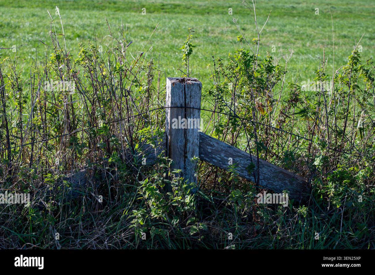 Vieux fil de fer barbelé sur un poteau en bois devant une prairie verte, avec quelques grandes plantes. Banque D'Images