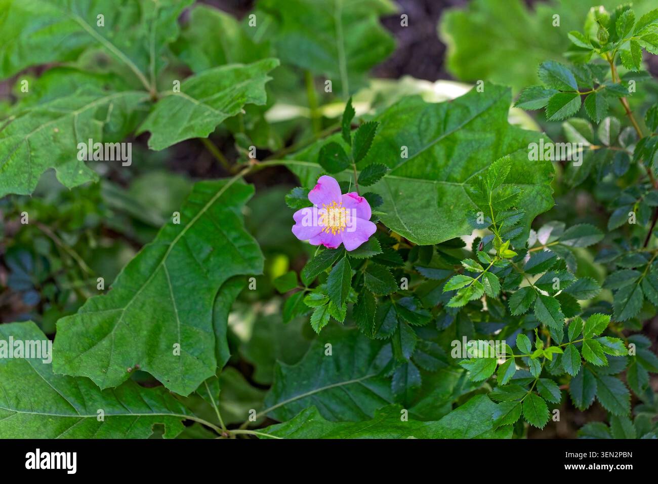 Espèce indigène de rose sauvage, la rose de Caroline (Rosa carolina), caractérisée par ses pétales roses et le jaune central Banque D'Images