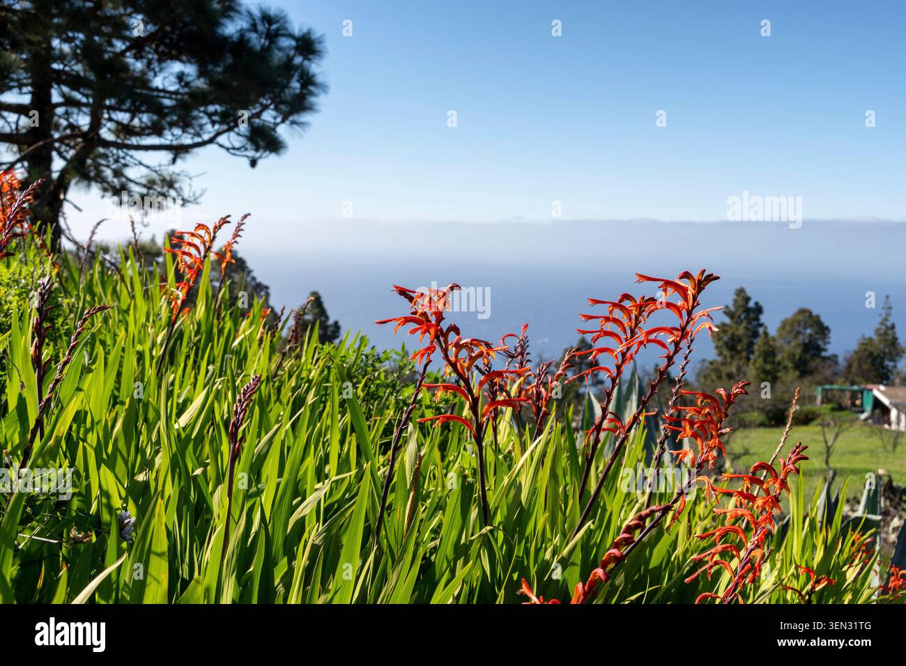 La Palma, paysage près de Puntagorda, Chasmanthe floribunda, 'drapeau africain', fleurs Banque D'Images