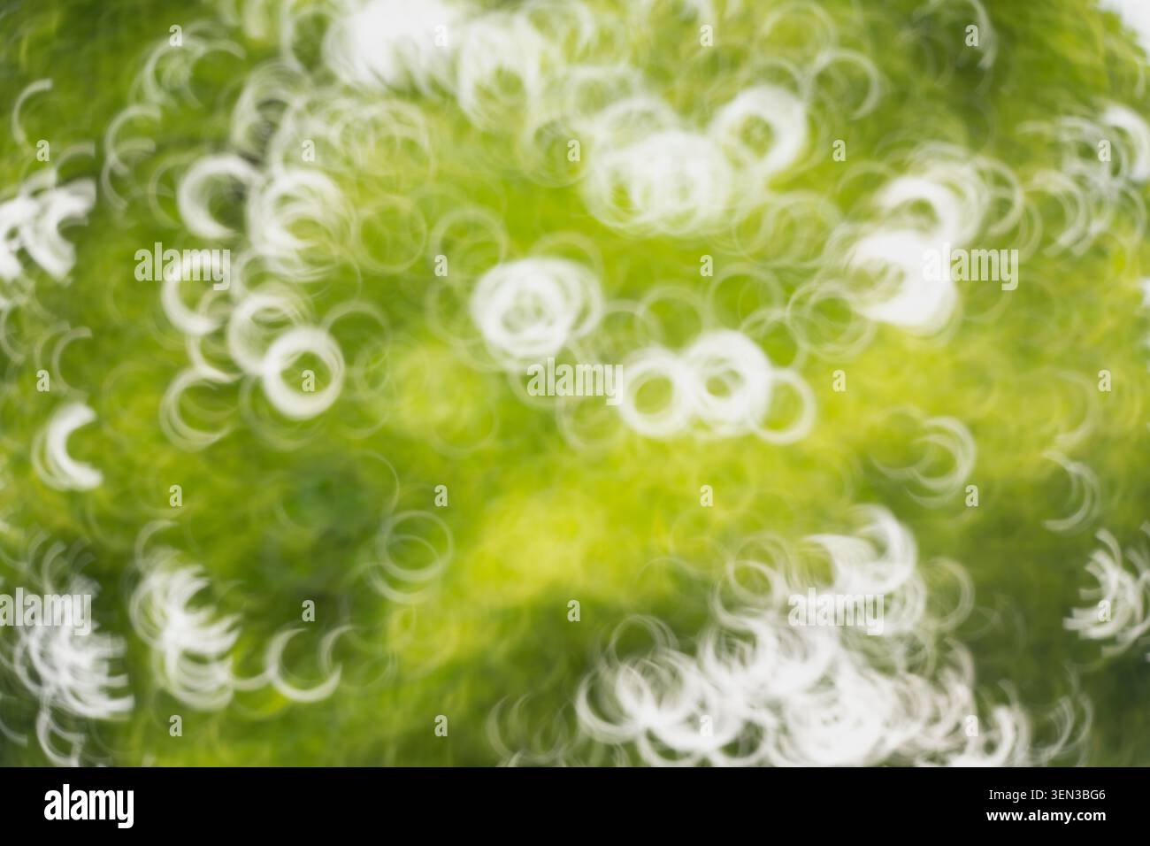 fond nature abstrait en vert et blanc, bokeh Banque D'Images