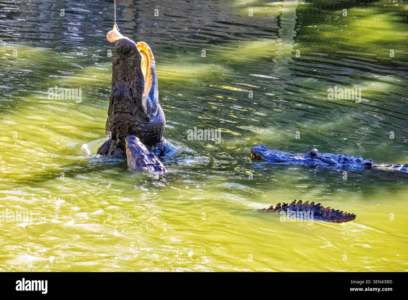 Action d'alimentation d'alligator dans l'eau ensoleillée, Floride, États-Unis - février 2026 Banque D'Images