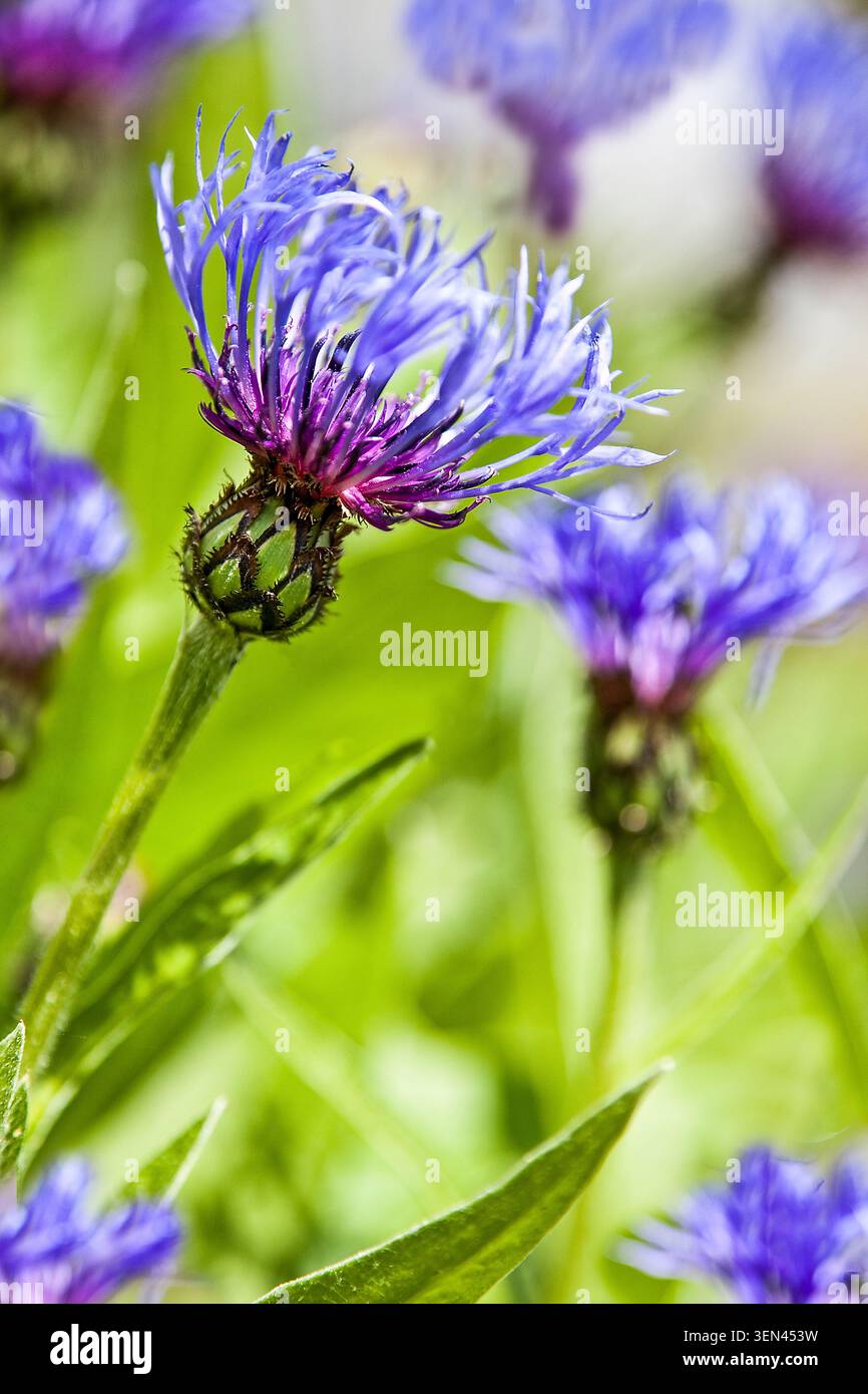 Les bleuets fleuris se balancent sous la lumière douce du soleil, leurs pétales bleu-violet créant une tapisserie de couleurs apaisante sur un fond vert luxuriant. Banque D'Images