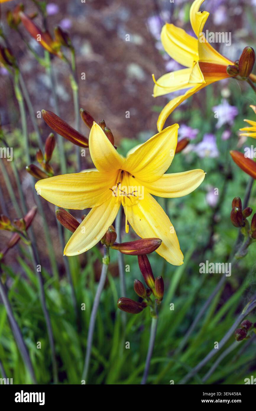 Gros plan du daylily jaune avec des fleurs et des bourgeons. hemerocallis lilioasphodelus Banque D'Images
