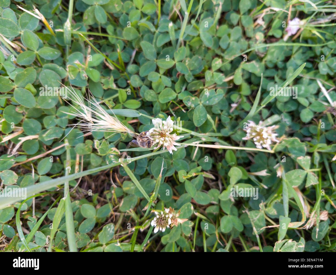Abeille de miel recueillant le pollen sur une fleur de trèfle blanc dans une pelouse herbeuse verte. Banque D'Images