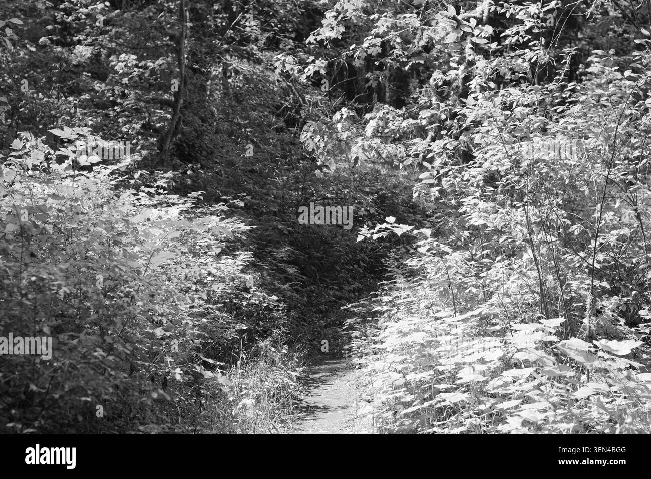Un sentier étroit serpente à travers une végétation dense et ensoleillée le long de Robe Canyon Trail à Washington, créant une scène forestière estivale lumineuse et immersive. Banque D'Images