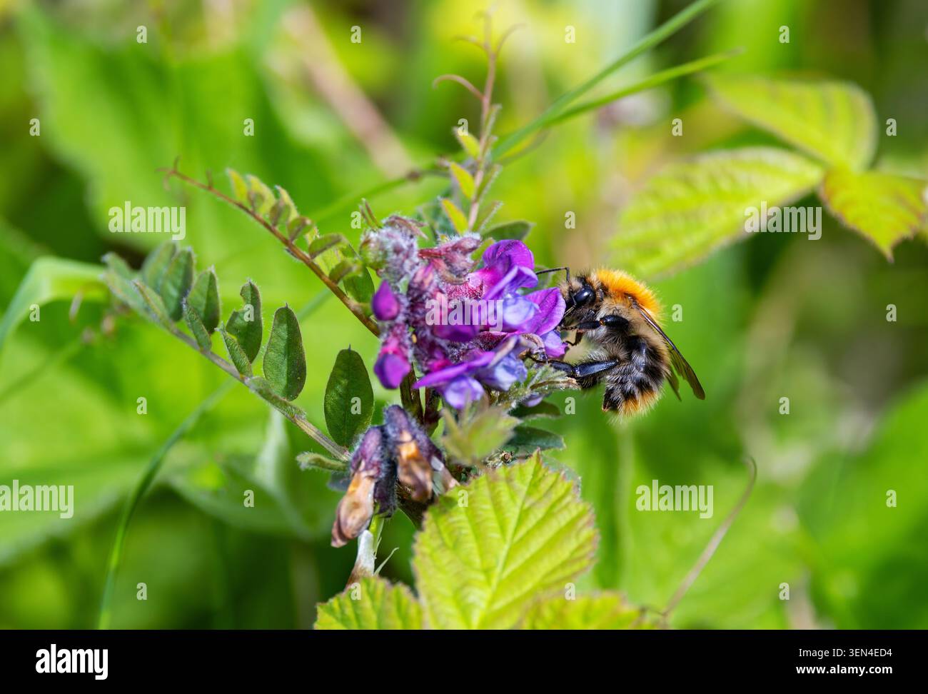 L’abeille bourdon commune "Bombus pascuorum" se nourrit de nectar de la fleur sauvage "Vicia sativa" pendant la pollinisation estivale. Dublin, Irlande Banque D'Images