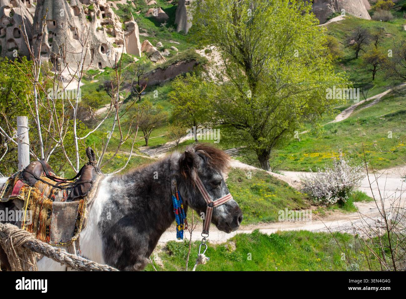 Un poney décoré se dresse paisiblement devant les habitations des grottes surréalistes de la Cappadoce et les imposantes flèches volcaniques sous le ciel printanier. Banque D'Images