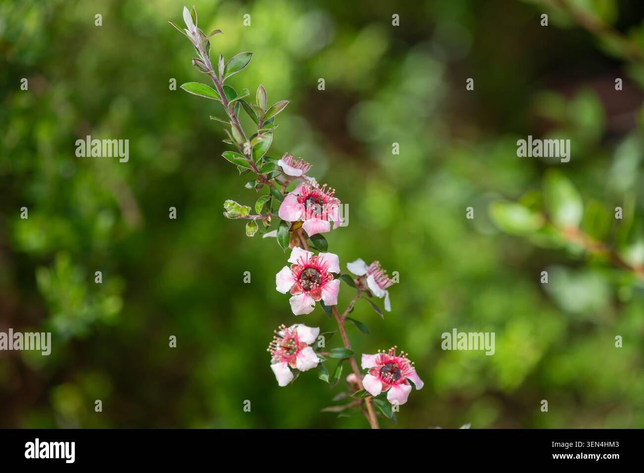 Gros plan des fleurs de manuka (leptospermum scoparium) en fleurs Banque D'Images