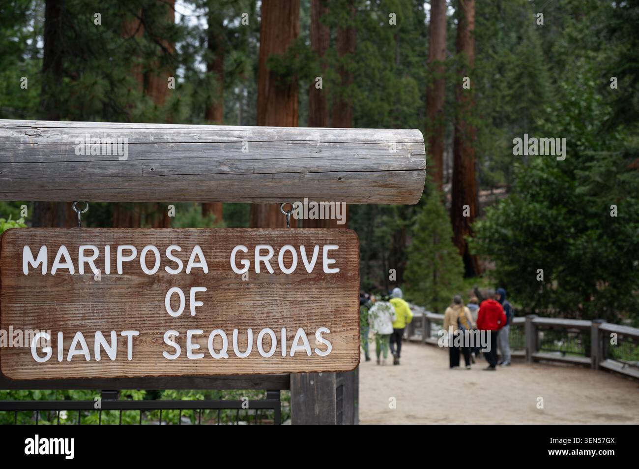 Panneau de départ du sentier à Mariposa Grove des séquoias géants dans le parc national de Yosemite pendant une journée brillante de mai Banque D'Images
