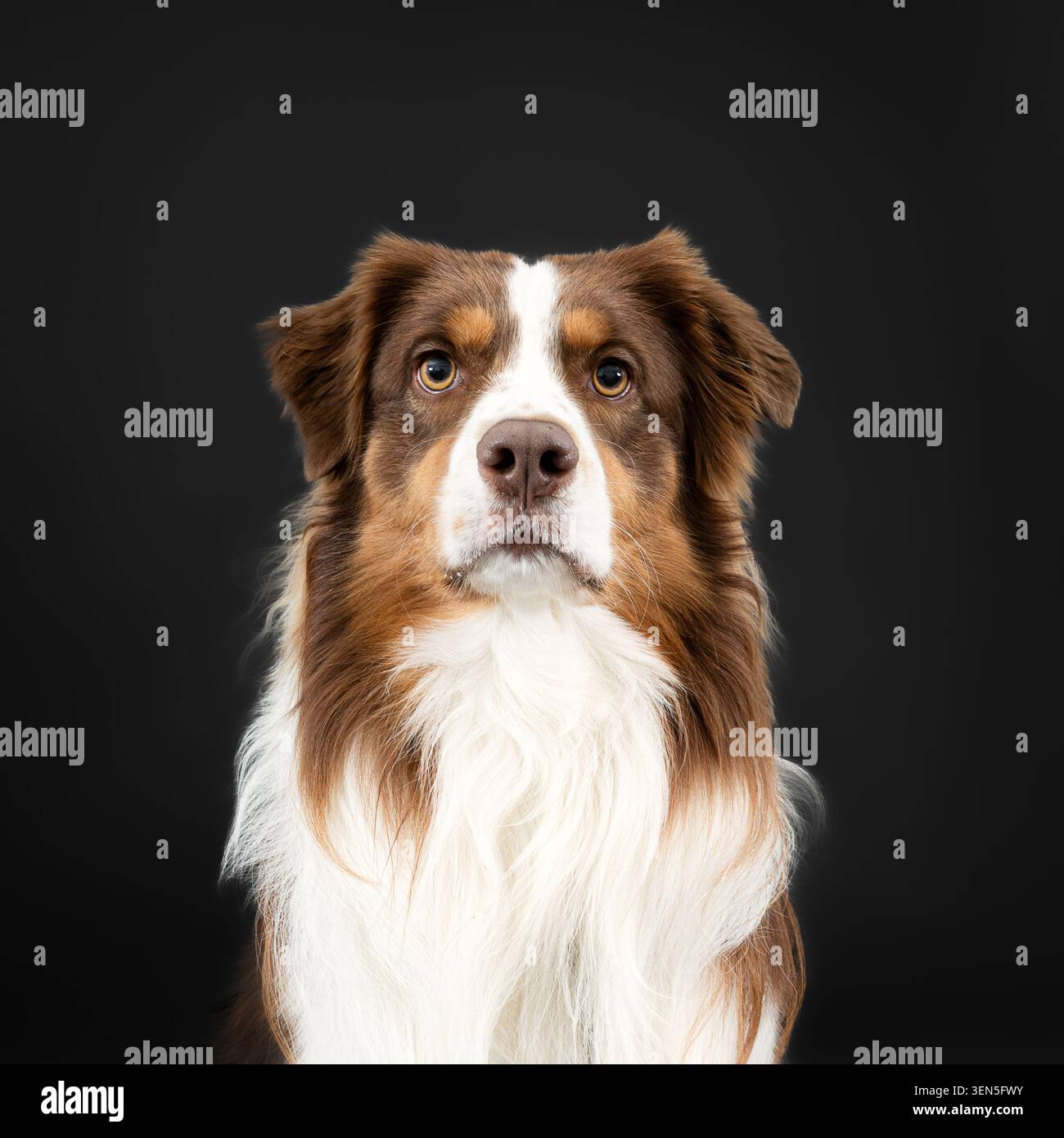 Puppy d'un berger australien brun Banque D'Images