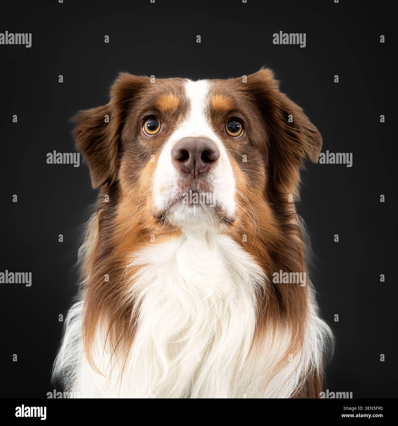 Puppy d'un berger australien brun Banque D'Images