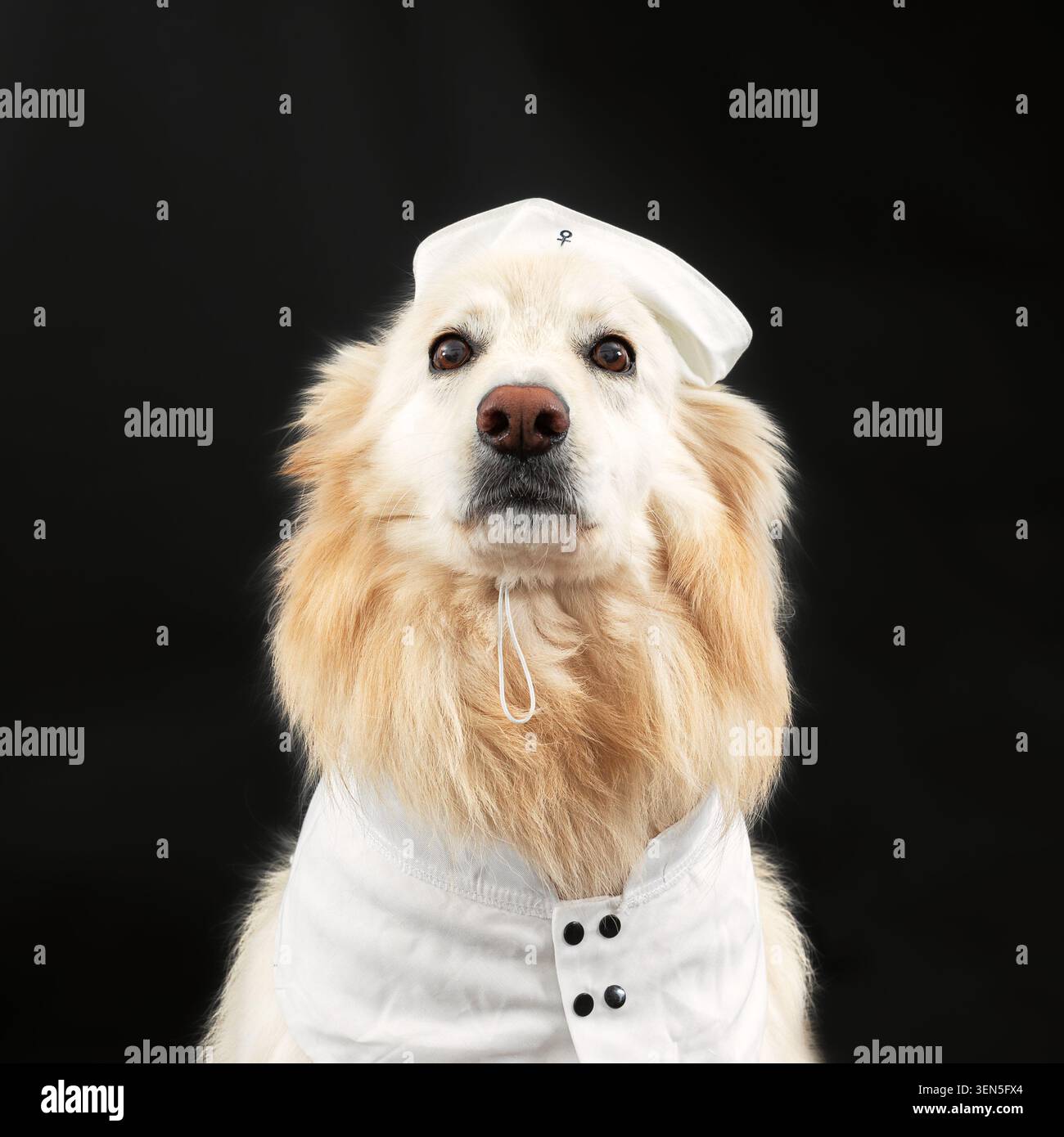 Berger allemand blanc. Aspect portrait Banque D'Images