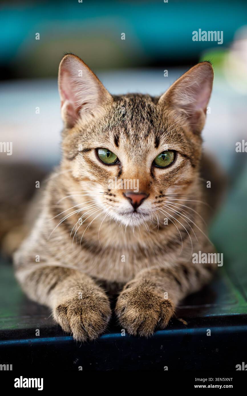 Jeune chat maquereau tabby avec les yeux verts couchés sur un sol sombre à l'intérieur, montrant une expression confiante et une posture élégante. Fel. Short air domestique asiatique Banque D'Images