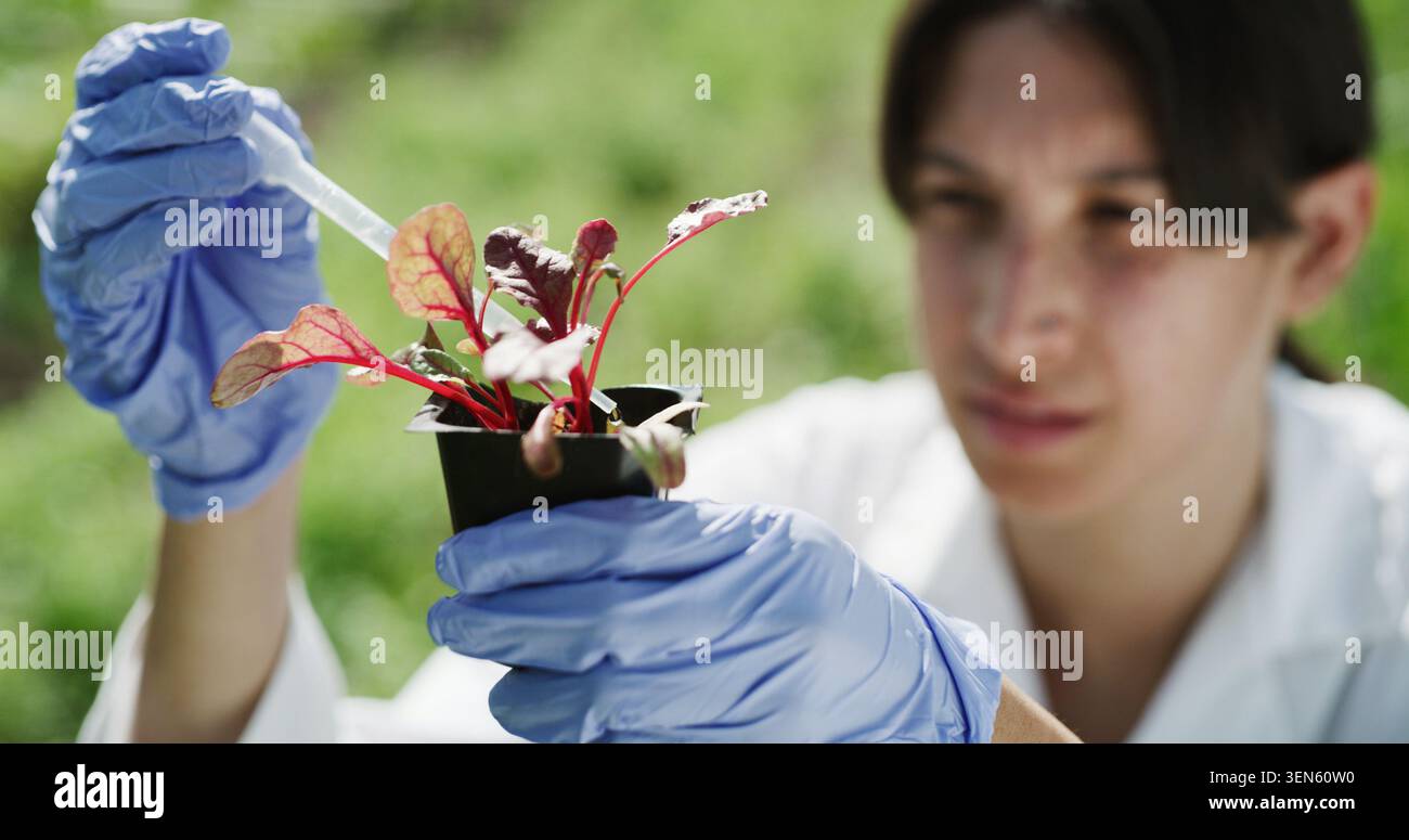 Mains, scientifique et pipette en plein air avec plante, recherche et étude botanique pour la guérison médicale. Gants, femme ou analyse de feuilles échantillon pour Banque D'Images