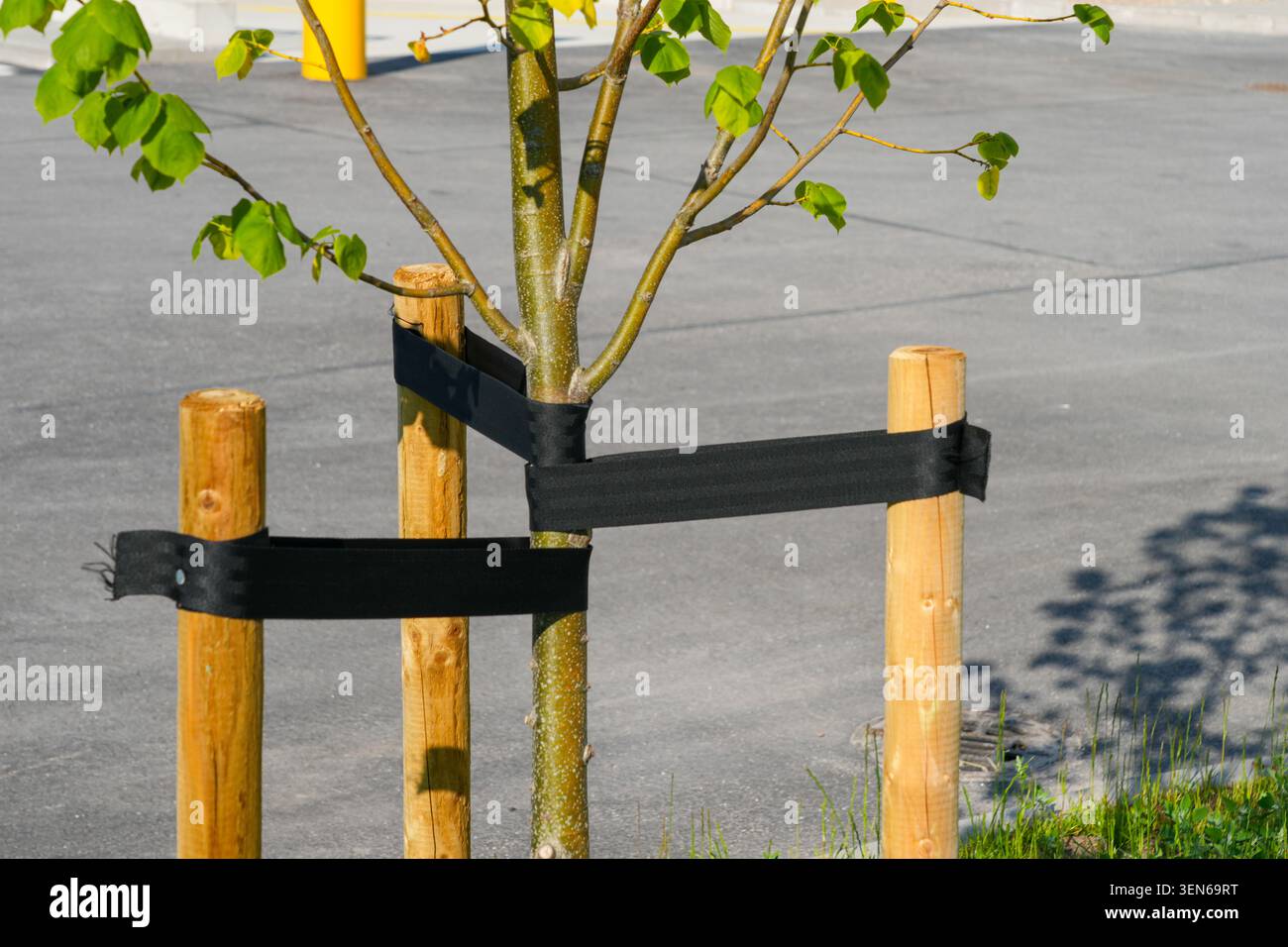 Gros plan d'un jeune arbre nouvellement planté soutenu par des piquets en bois et des sangles dans un projet de paysage commercial pour une croissance saine Banque D'Images