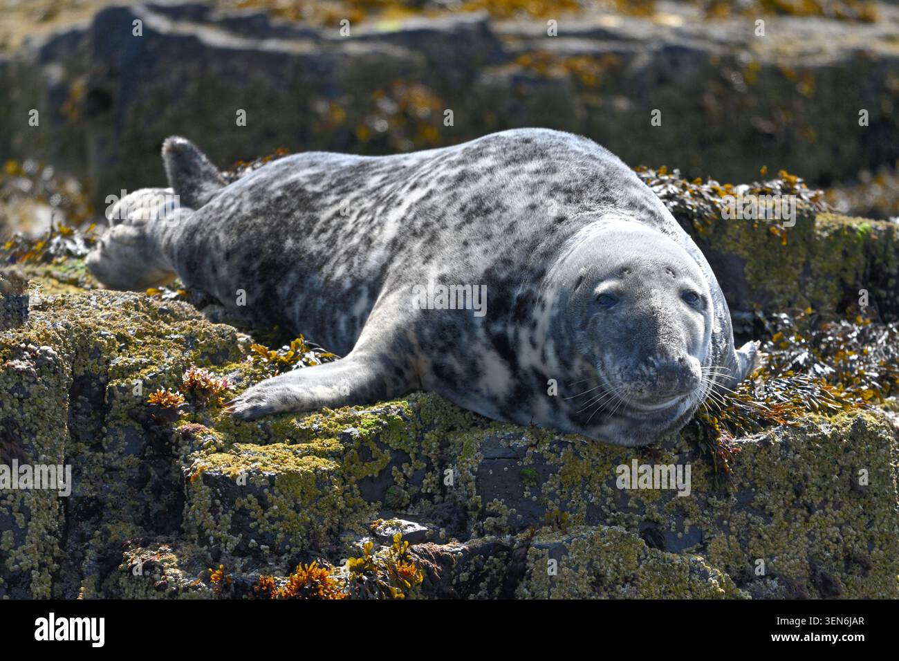 Phoque gris, ou phoque gris / Atlantique, Halichoerus grypus, Îles Farne, Northumberland Royaume-Uni mai Banque D'Images